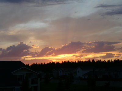 [The tops of the evergreens provide the dark outline at the lower level of the image. Rays of sunlight streak through the cloud cover above the horizone. The undersides of the clouds are a peachy color while the clouds are purple-grey.]